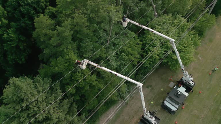 Best Palm Tree Trimming  in Thief River Falls, MN